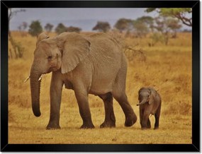 Poszterek keretben 40x30 Elefánt az anyával