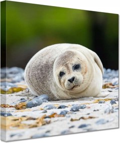 Vászonkép 60x60 Állatok