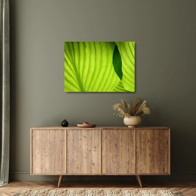 Üveg kép - Zöld levél részlete (70x50 cm)
