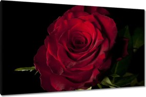 Vászonkép 120x70 Vörös rózsa