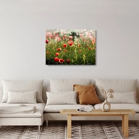 Pipacsok képe (üvegen) (70x50 cm)