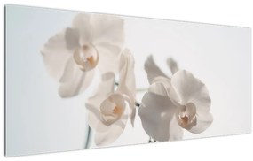 Fehér orchidea képe (120x50 cm)