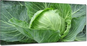 Vászonkép 60x30 Fiatal káposzta
