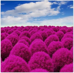 Poszterek 70x70 Kifejező rét Tájkép