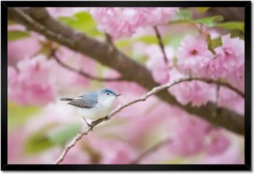 Poszterek keretben 60x40 Madarak