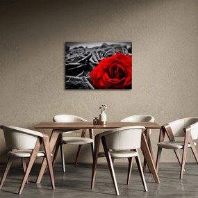Kép - Rózsa virágok (70x50 cm)