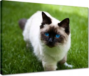 Vászonkép 40x30 Pihenés a fűben