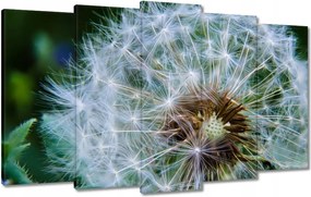 Vászonkép 100x60 Pitypang Virág Virágok