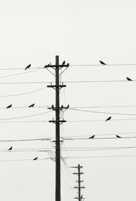 Poszter 67,5x100cm Szimfónia a drótokon