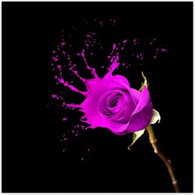 Poszterek 30x30 Lila rózsa hatású