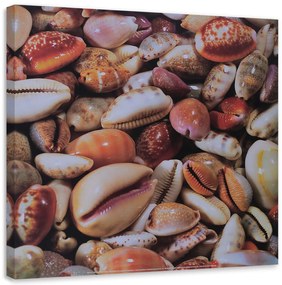 Gario Vászonkép Kis kagylók közelrol Méret: 30 x 30 cm