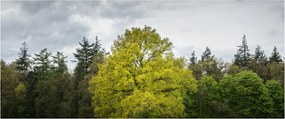 Egy zöld fa képe a mező közepén (120x50 cm)