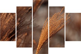 Kép - Cortaderia (150x105 cm)