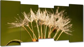 Képek 150x80 Pitypang Pitypangok