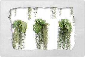 Poszterek 120x80 Monstera Lyukas levelek