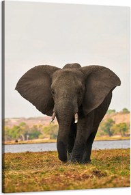 Vászonkép Nagy Szürke Elefánt a szavannán 60x90 cm Ideális ajándék