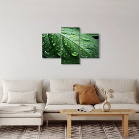 Kép - Részlet levél eső után (90x60 cm)