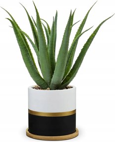 Oairse Műnövény Cserépben, Otthonra és Irodába