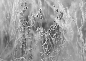 Üveg kép - Wild Meadow (70x50 cm)