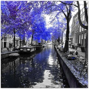 Plakátok 70x70 Búzavirág Amsterdam