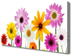 Vászonkép falra Színes virágok természet 120x60 cm