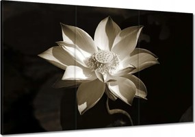 Vászonkép 120x80 Lótusz Lótuszvirág