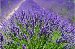 Kép - levandula (90x60 cm)