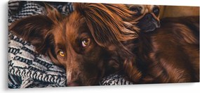 Egy kép fekvő kutyákról (120x50 cm)
