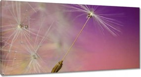 Vászonkép 115x55 Pitypang Virág Virágok