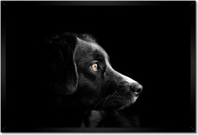 Bekeretezett poszterek 60x40 Négylábú barát