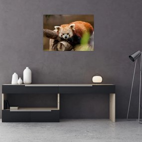 Vörös panda képe (üvegen) (70x50 cm)