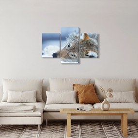 Kép - Farkas (90x60 cm)