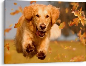 Kép - Golden Retriever (70x50 cm)