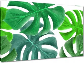 Vászonkép 90x60 Levelek Monstery Trópusok