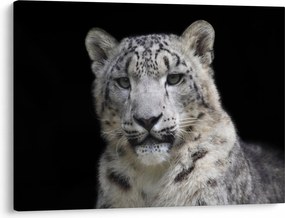 Kép - Snow Leopard (70x50 cm)