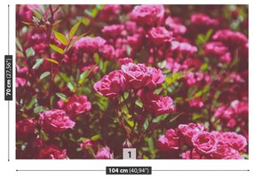 Fotótapéta rózsaszín rózsák 104x70 cm
