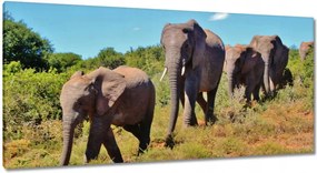 Vászonkép 115x55 Elefántok vándorlása