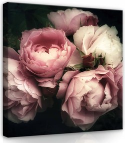 Vászonkép 40x40 Bazsarózsa virágok rügyek finomság romantika melankólia nyugalom