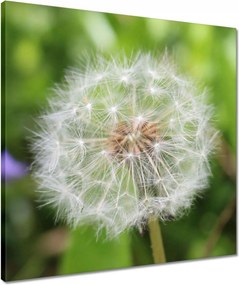 Vászonkép 50x50 Pitypang Virág Virágok