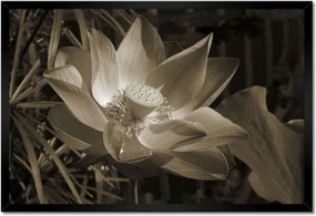 Poszter keretben 60x40 Lótusz lótuszvirág