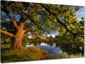 Festmények 120x80 Tölgy a croissant-ban