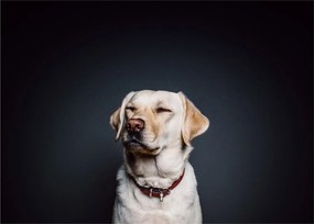 Labrador képe (üvegen) (70x50 cm)