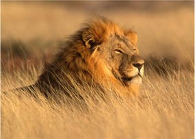 Kép - Etosha Nemzeti Park (70x50 cm)