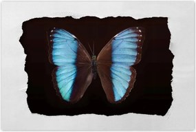 Poszterek 90x60 Kék pillangó