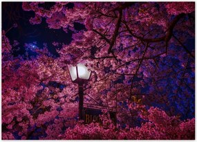 Poszterek 70x50 Mély éjszaka Lámpa Virágok