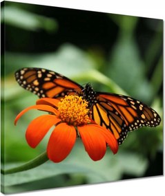 Vászonkép 40x40 Pillangó maradj