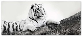 Gario Vászonkép Figyelo tigris Méret: 120 x 40 cm