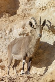 Poszter 20x30cm Nubiana Ibex 7, Assaf Frank