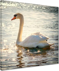 Vászonkép 40x40 Hattyú a tavon