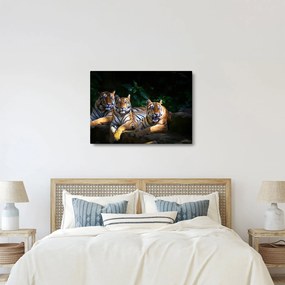 Kép - Tigris testvérek (70x50 cm)